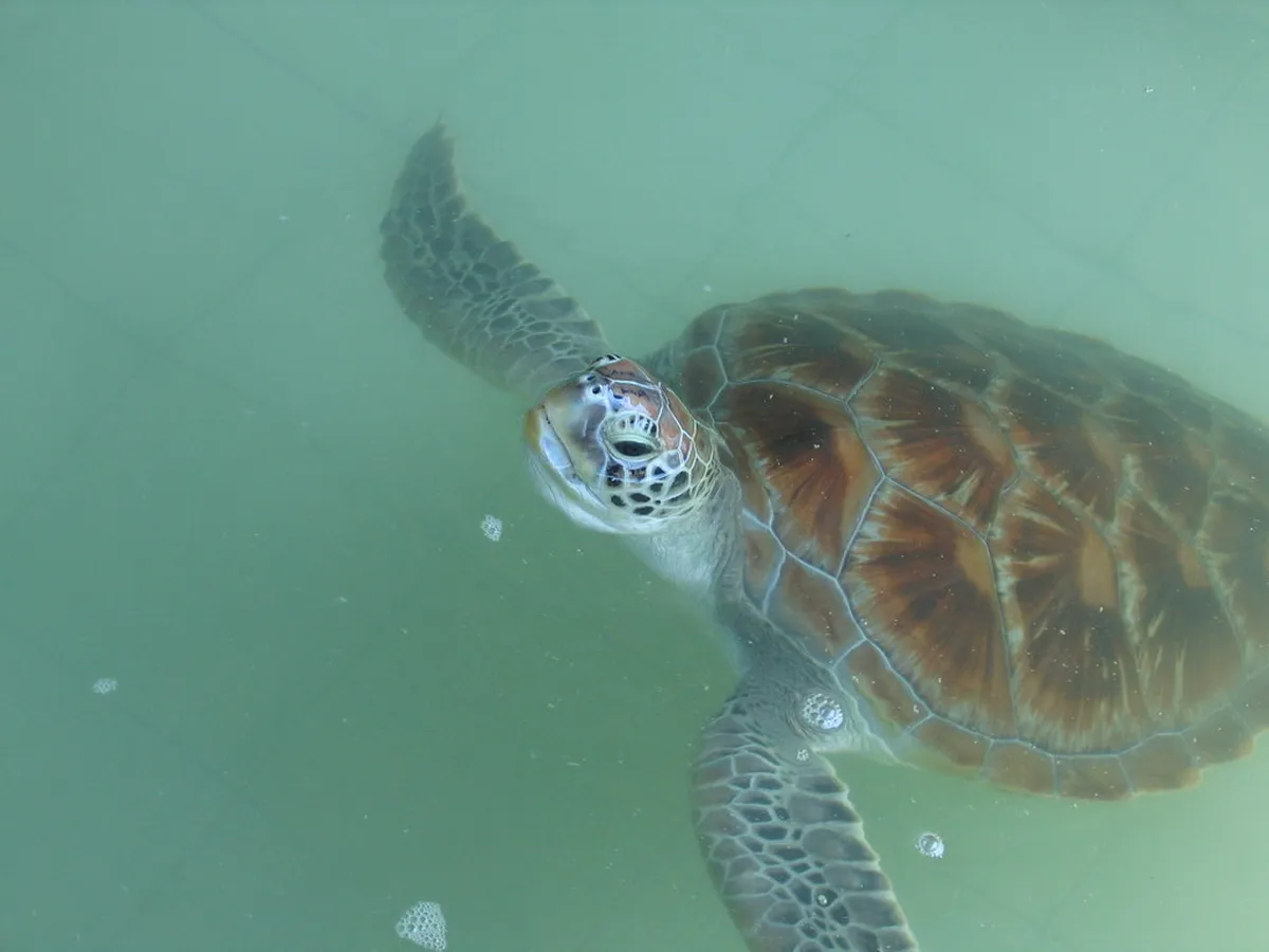 Turtle Hatchery