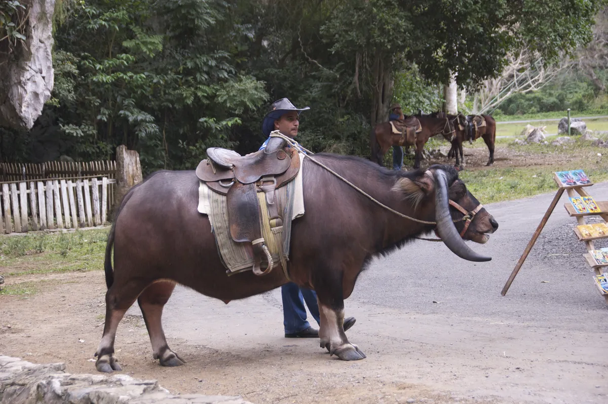 Viñales Town