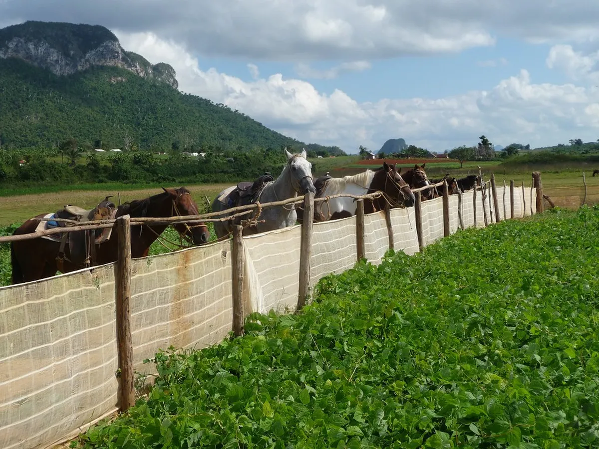 Introduction to viñales